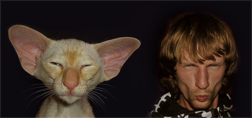 BrotherCat